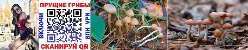 Псилоцибиновые грибы Psilocybe  Кола 